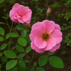 Свит Ковер
