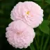 Мейденс Блаш (Alba Incarnata, Belle Fille, Carnea, Cuisse de Nymphe, Emue), Альба — миниатюра 1