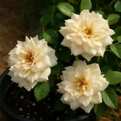 Алистер Стелла Грей