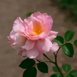 Блашинг Люси