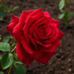 Хэдли, КЛ.