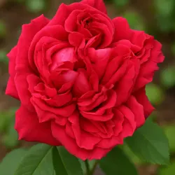 Лафтер Лайнс