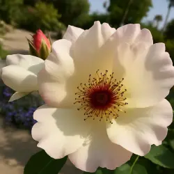 Эллен Уиллмотт