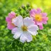Р. сетигера (Rosa setigera Michaux, Bramble-leaved Rose, Michigan Rose, Prairie Rose, R. setigera inermis, Rosa rubifolia Paul synonym), Природный вид — миниатюра 1